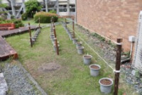 4.24トマト